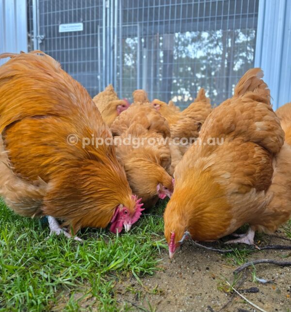 Buff Orpington Fertile egg (each) - Image 19