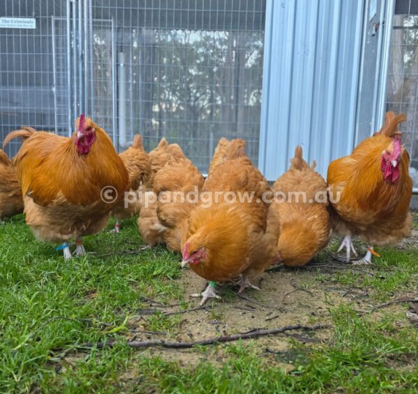 Buff Orpington Fertile egg (each) - Image 29