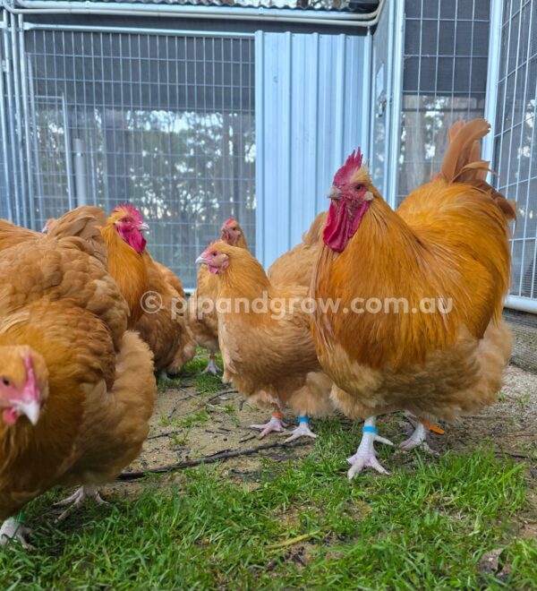 Buff Orpington Fertile egg (each) - Image 5