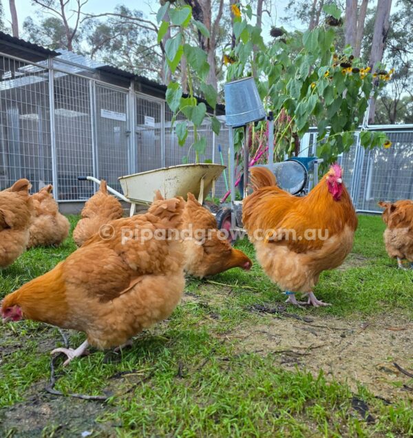 Buff Orpington Fertile egg (each) - Image 24