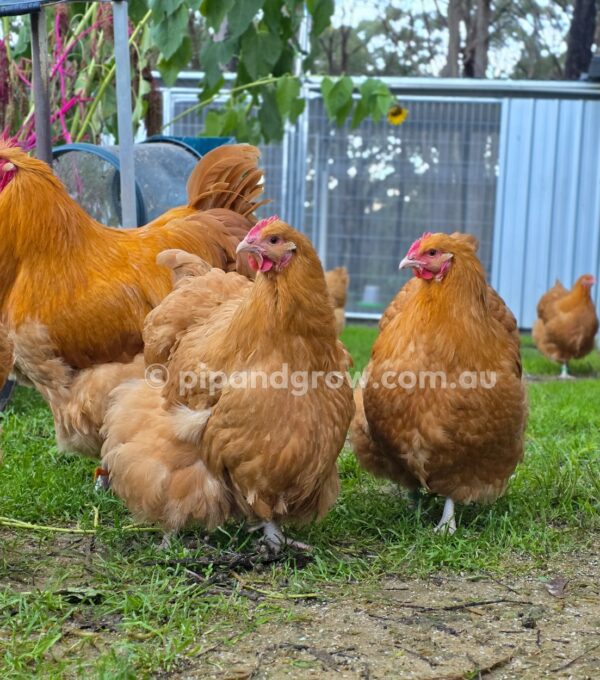 Buff Orpington Fertile egg (each) - Image 9