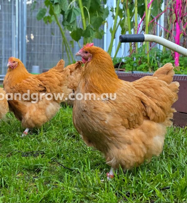 Buff Orpington Fertile egg (each) - Image 6