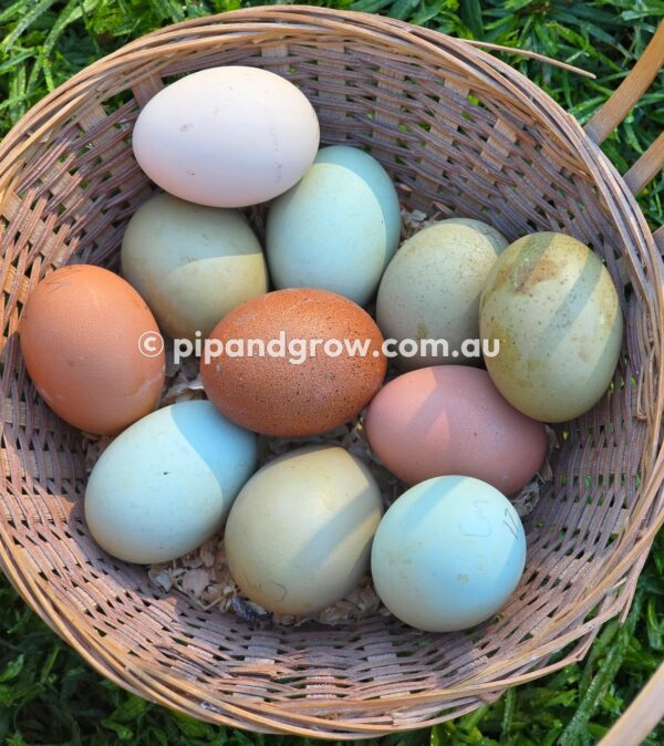 Olive, Green & Easter Egger (each) - Image 4