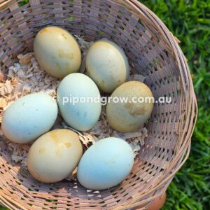 Olive, Green & Easter Egger (each)
