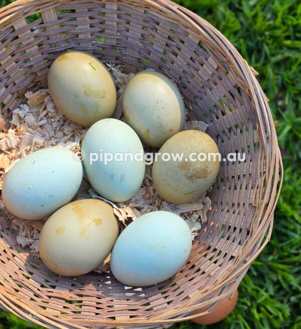Olive, Green & Easter Egger (each) - Image 2
