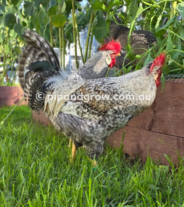 Cream Legbar Fertile Egg (each) - Image 17
