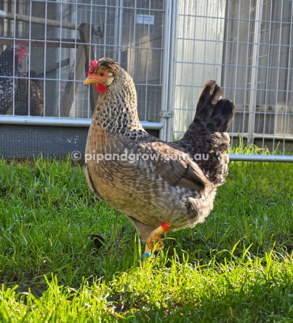 Cream Legbar Fertile Egg (each) - Image 22