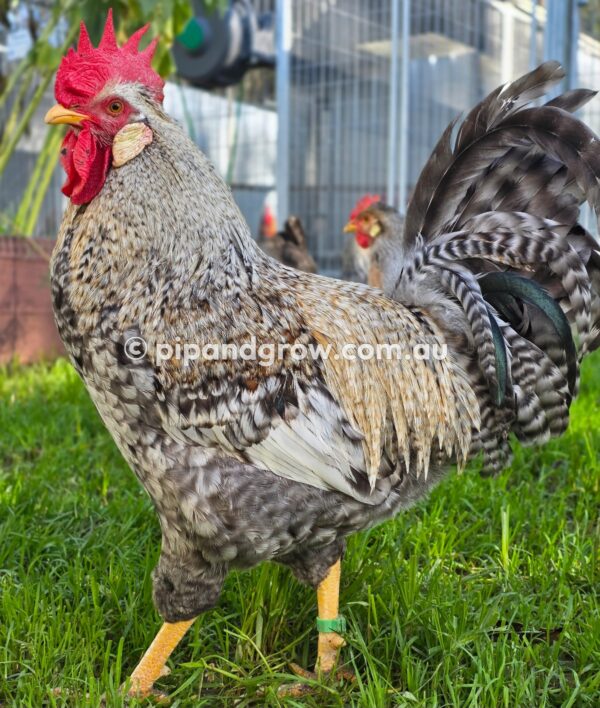 Cream Legbar Fertile Egg (each) - Image 8