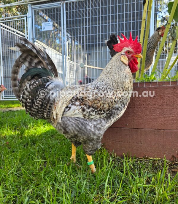 Cream Legbar Fertile Egg (each) - Image 5