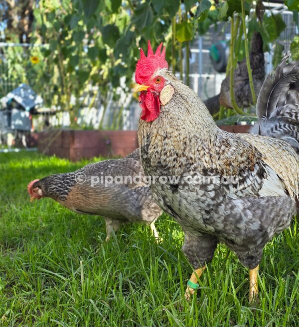 Cream Legbar Fertile Egg (each) - Image 7
