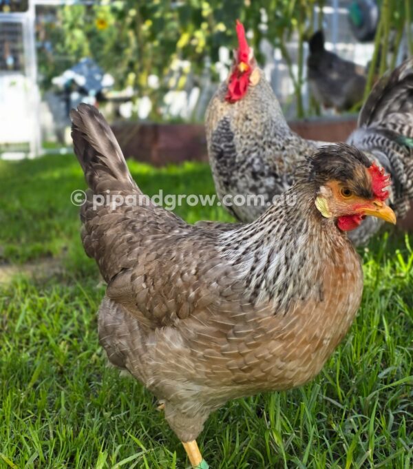 Cream Legbar Fertile Egg (each) - Image 11