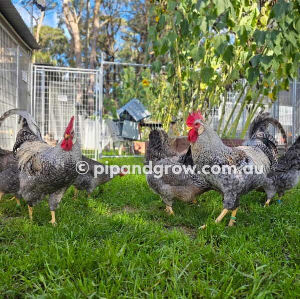 Cream Legbar Fertile Egg (each) - Image 12