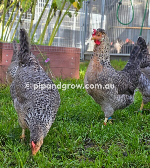 Cream Legbar Fertile Egg (each) - Image 26
