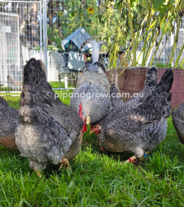 Cream Legbar Fertile Egg (each) - Image 15