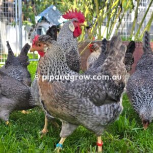 Cream Legbar Fertile Egg (each)