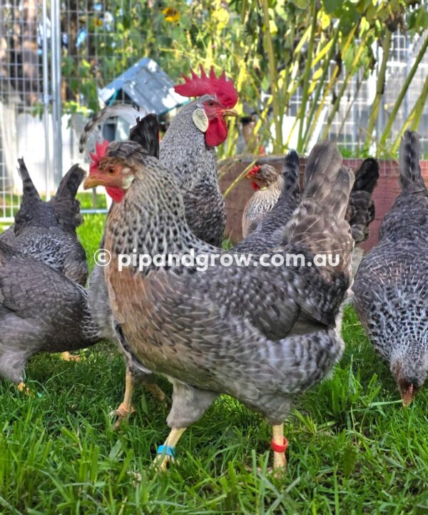 Cream Legbar Fertile Egg (each) - Image 14