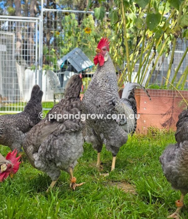 Cream Legbar Fertile Egg (each) - Image 19