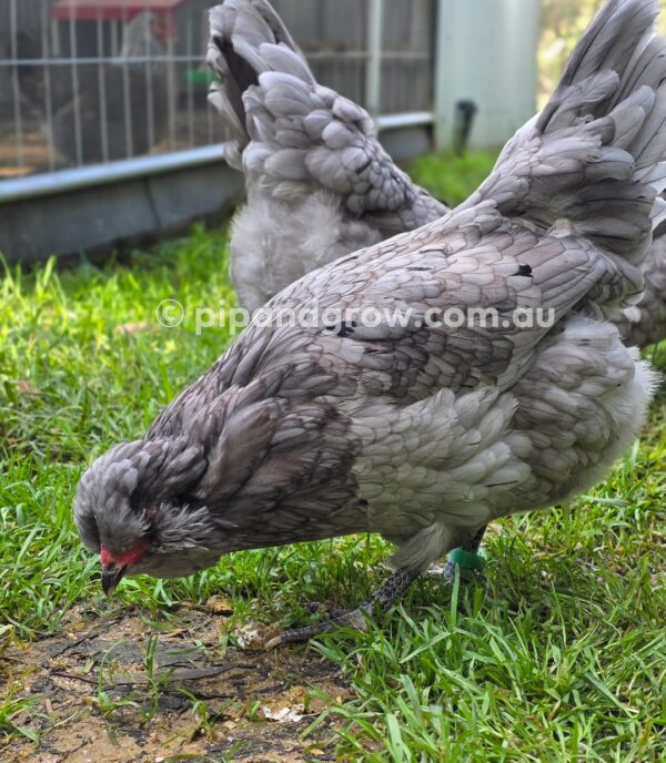 Araucana Fertile egg (each) - Image 29