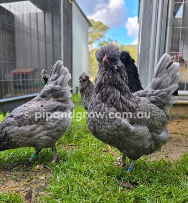 Araucana Fertile egg (each) - Image 23