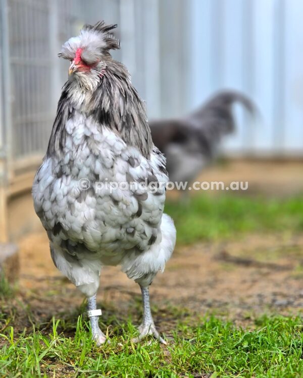 Araucana Fertile egg (each) - Image 9