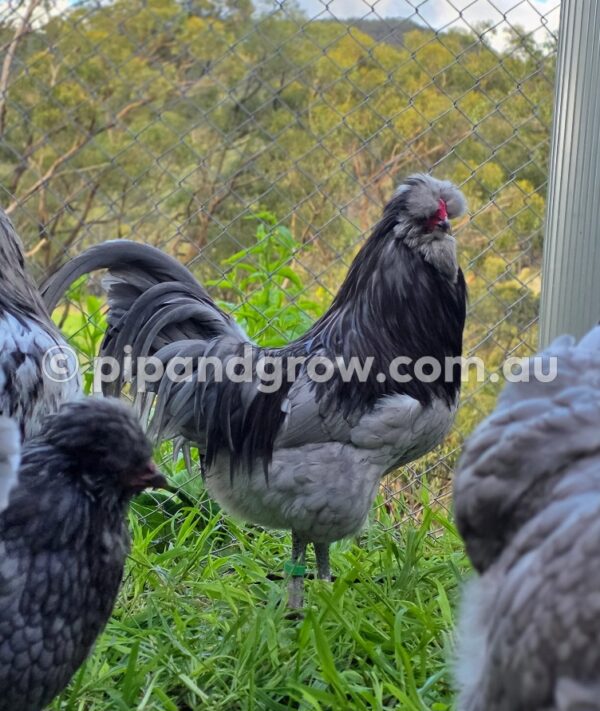 Araucana Fertile egg (each) - Image 6