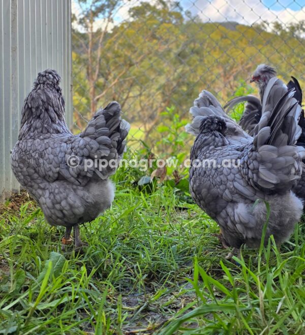Araucana Fertile egg (each) - Image 21