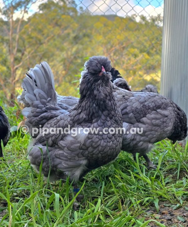 Araucana Fertile egg (each) - Image 8
