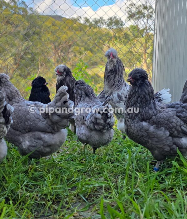 Araucana Fertile egg (each) - Image 28