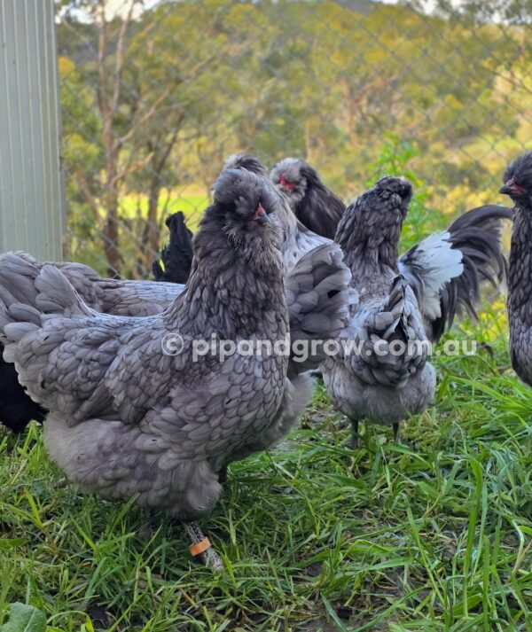 Araucana Fertile egg (each) - Image 17