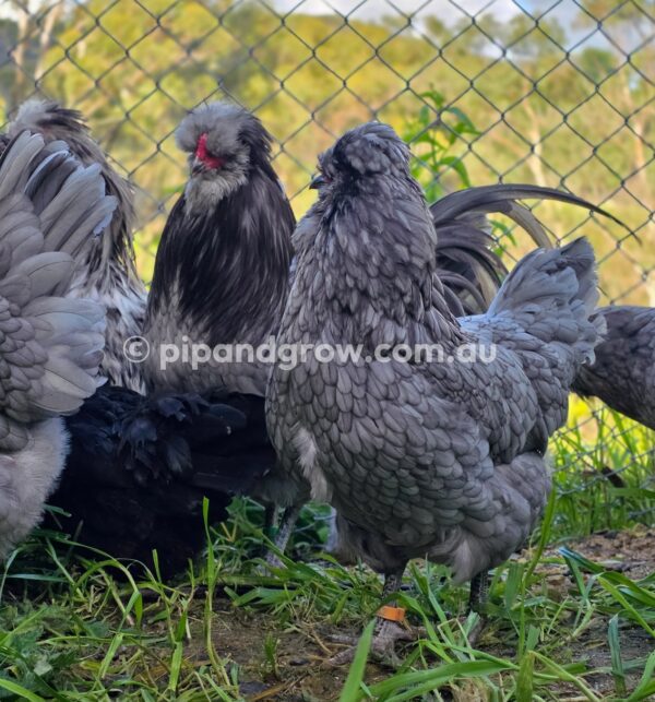 Araucana Fertile egg (each) - Image 14