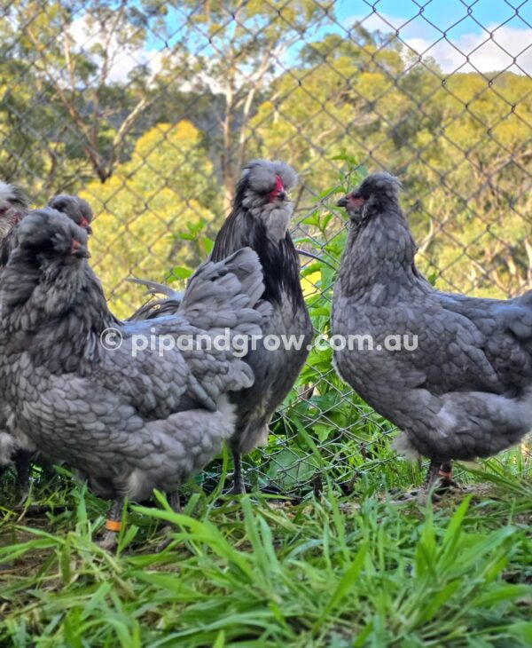 Araucana Fertile egg (each) - Image 10