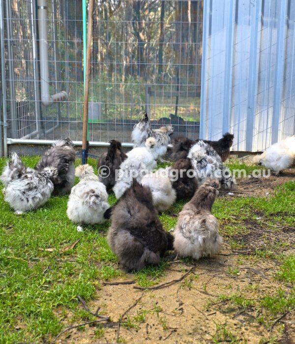 Silkie & Showgirl- Blue, Splash & Black Fertile Egg (each) - Image 33