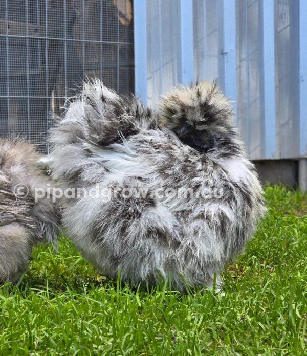 Silkie & Showgirl- Blue, Splash & Black Fertile Egg (each) - Image 23