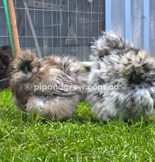 Silkie & Showgirl- Blue, Splash & Black Fertile Egg (each) - Image 32