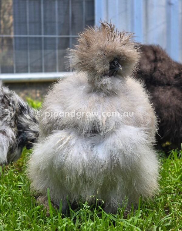 Silkie & Showgirl- Blue, Splash & Black Fertile Egg (each) - Image 11