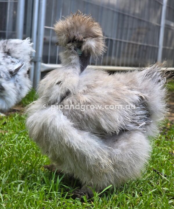 Silkie & Showgirl- Blue, Splash & Black Fertile Egg (each) - Image 14