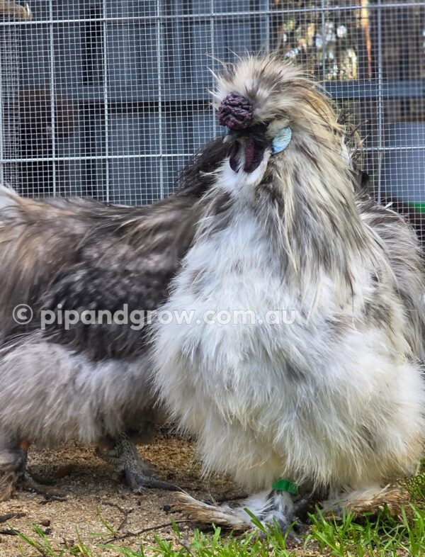 Silkie & Showgirl- Blue, Splash & Black Fertile Egg (each) - Image 18