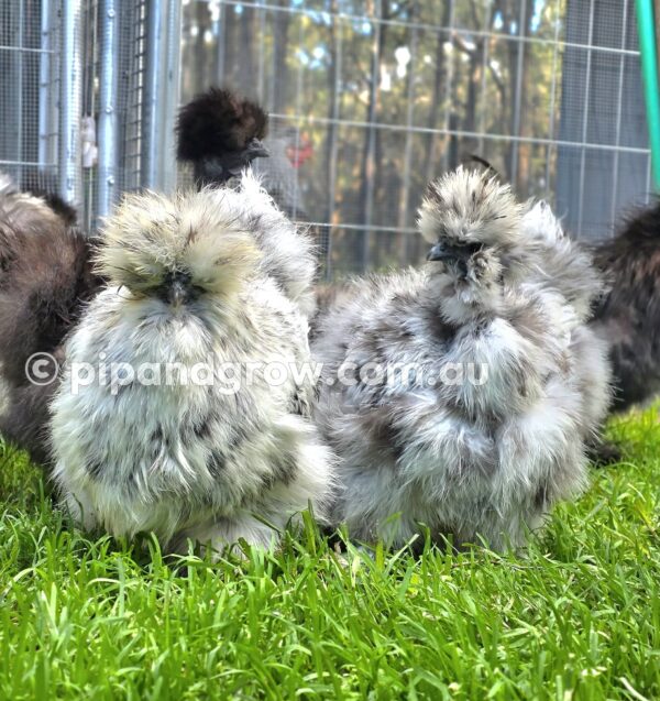 Silkie & Showgirl- Blue, Splash & Black Fertile Egg (each) - Image 20