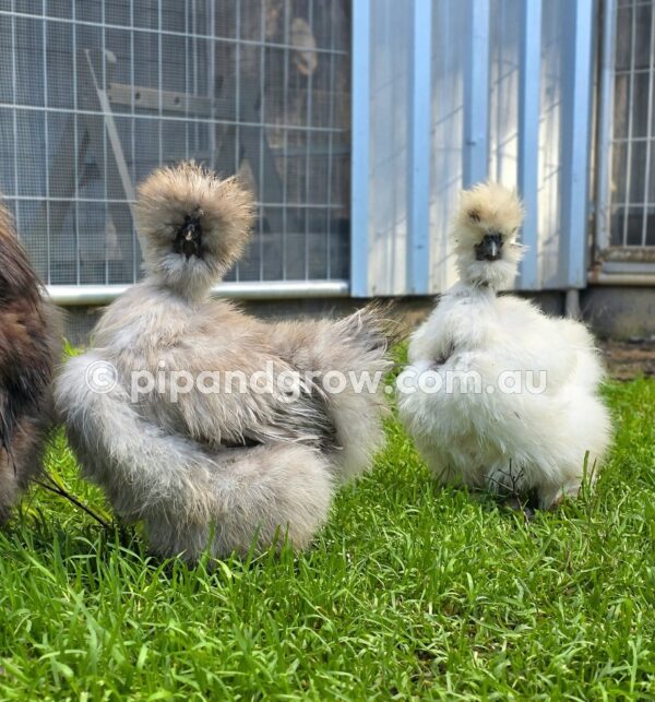 Silkie & Showgirl- Blue, Splash & Black Fertile Egg (each) - Image 6