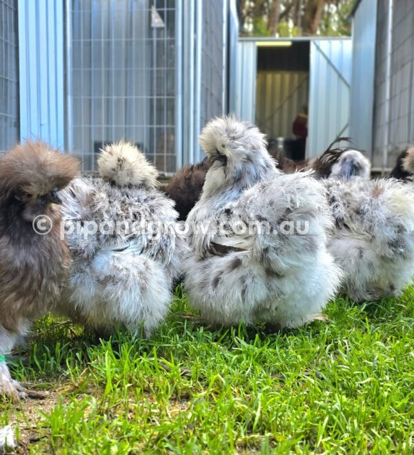 Silkie & Showgirl- Blue, Splash & Black Fertile Egg (each) - Image 10