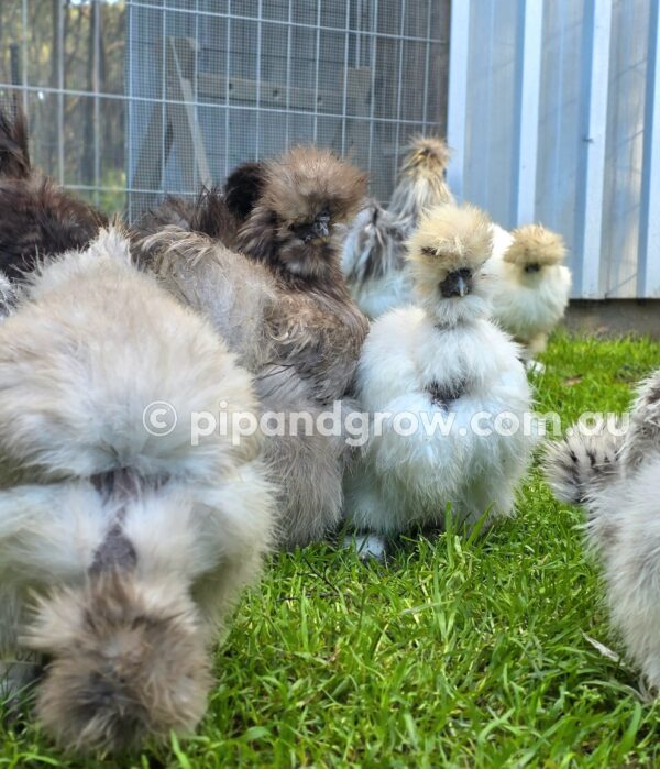 Silkie & Showgirl- Blue, Splash & Black Fertile Egg (each) - Image 30