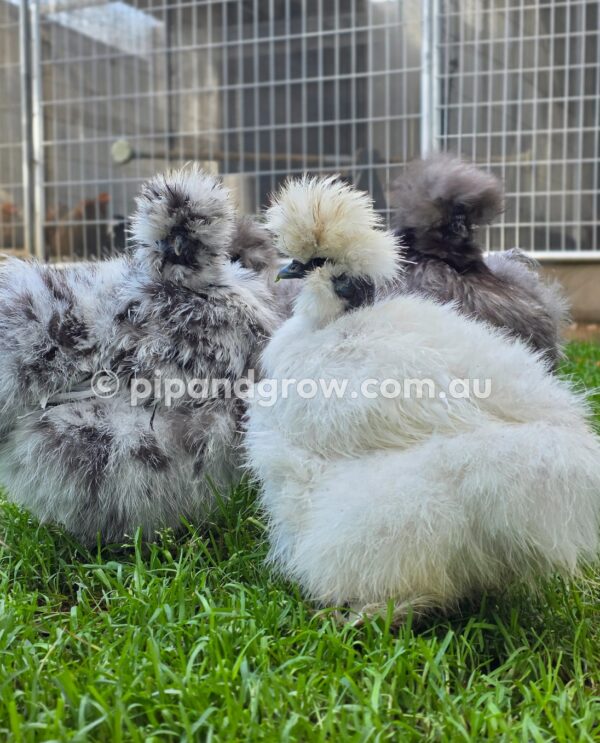 Silkie & Showgirl- Blue, Splash & Black Fertile Egg (each) - Image 29