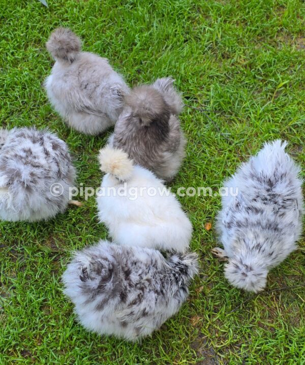 Silkie & Showgirl- Blue, Splash & Black Fertile Egg (each) - Image 9