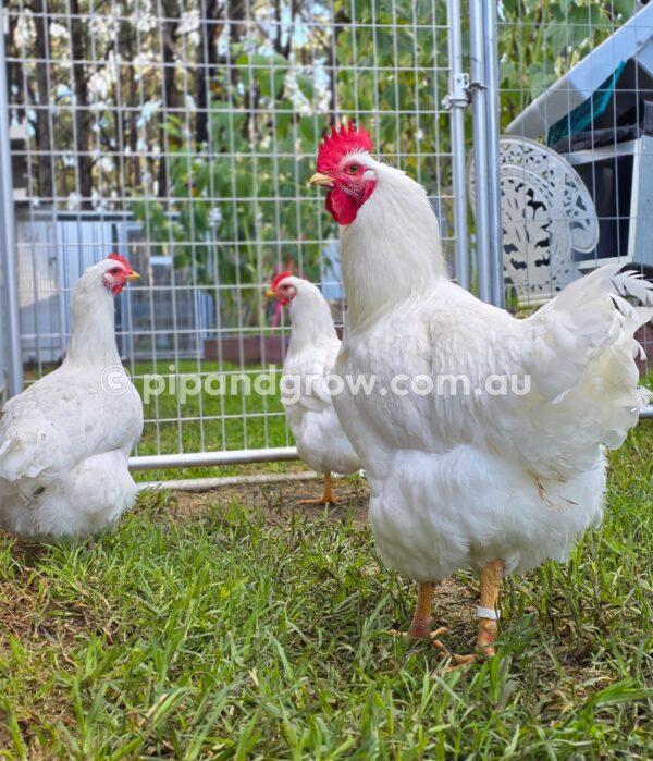Rhode Island White Fertile Egg (each) - Image 16