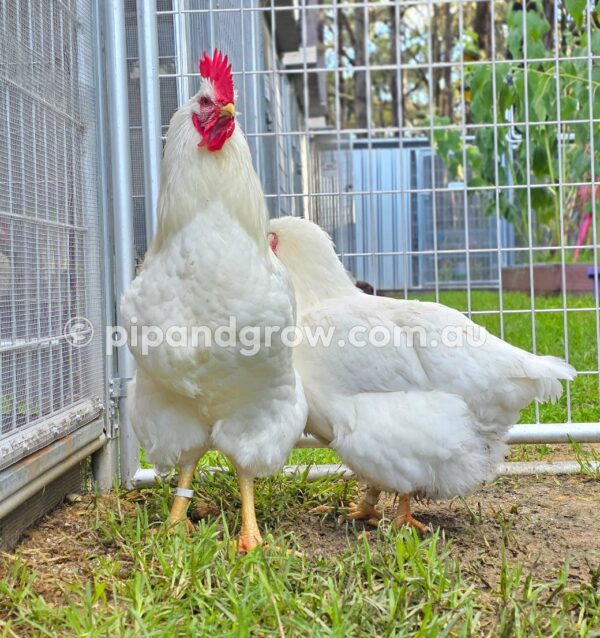 Rhode Island White Fertile Egg (each) - Image 13