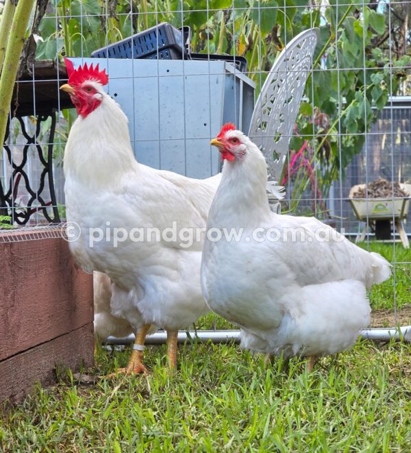 Rhode Island White Fertile Egg (each) - Image 10