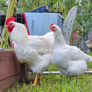 Rhode Island White Fertile Egg (each)