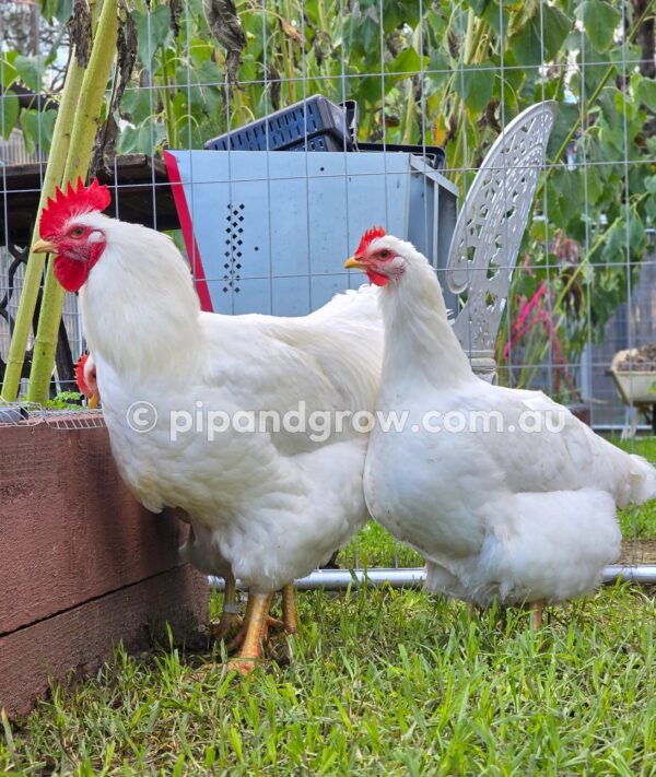 Rhode Island White Fertile Egg (each) - Image 17