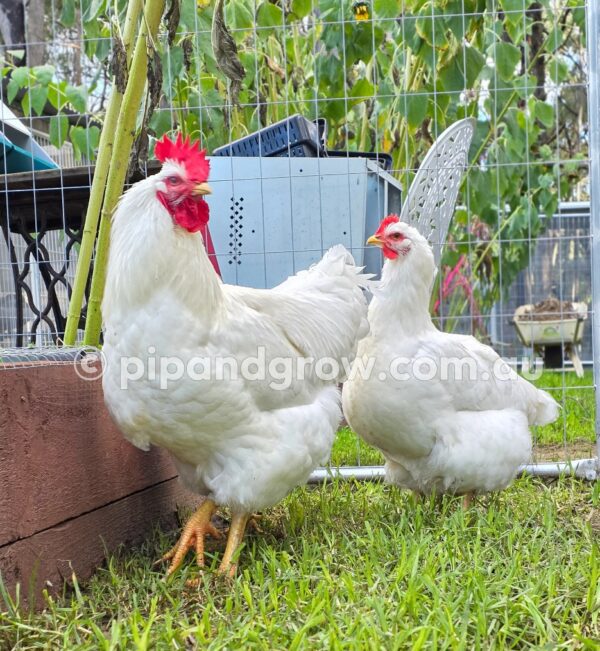 Rhode Island White Fertile Egg (each) - Image 5