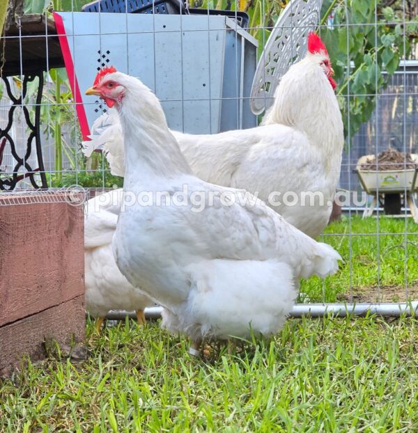 Rhode Island White Fertile Egg (each) - Image 7